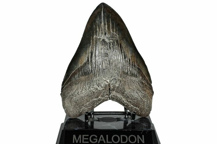 Fossil Megalodon Tooth - South Carolina #310012